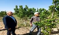 بازدید مدیر جهاد کشاورزی شهرستان فردیس به همراه کارشناسان مدیریت از باغات منطقه فرخ آباد وزیبادشت وبررسی مسائل ومشکلات باغداران 