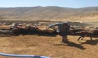 اختصاص ۳۴۰ میلیون تومان اعتبار جهت ارتقای بهره‌وری دام عشایر البرز