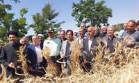 افزایش ۲۵ درصدی عملکرد گندم در شهرستان نظرآباد