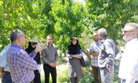 بررسی وضعیت مکانیزاسیون باغات استان البرز