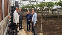 بازدید رییس سازمان جهاد کشاورزی از گلخانه توت فرنگی نظراباد