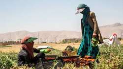 وقتی دستانِ زنانه، بذرِ تحول می‌کارند؛ روایت کارآفرینانِ بی ادعای مزارع البرز