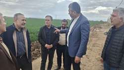 نیازمند ارقام مقاوم به تنش‌های محیطی هستیم