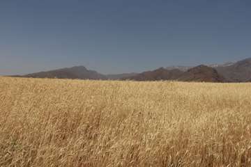 photo28391426322