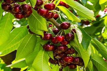 Stella-cherry-seedling-1