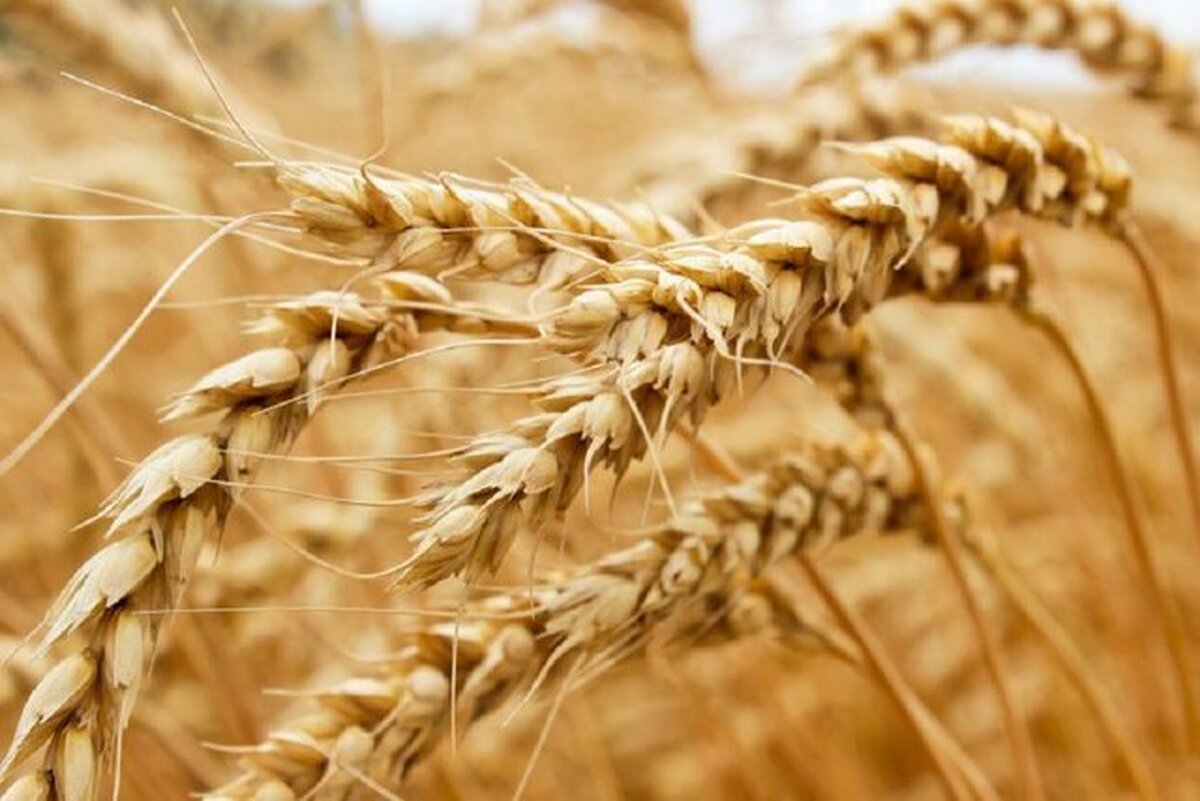خرید تضمینی گندم از مرز دو میلیون تُن عبور کرد