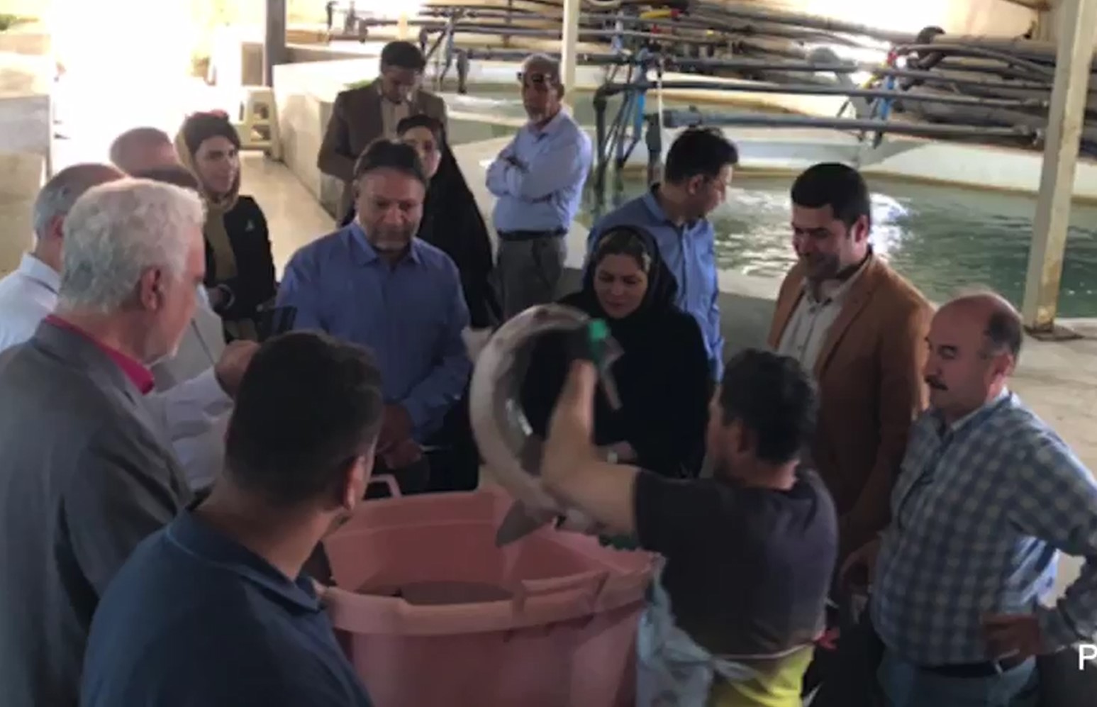 استحصال خاویار برای اولین بار در استان البر (شنبه 1404/2/27)