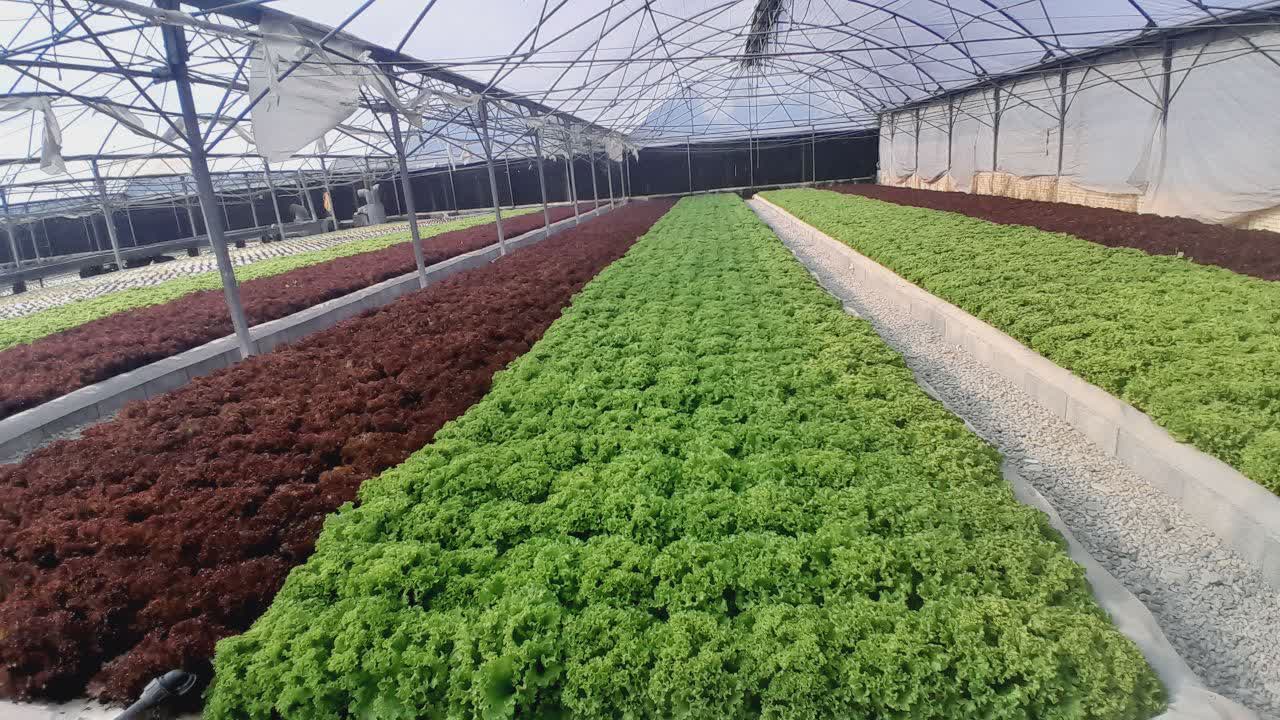 خبر خوش برای متقاضیان احداث گلخانه در استان البرز / تسهیل شرایط و کاهش حد نصاب ها